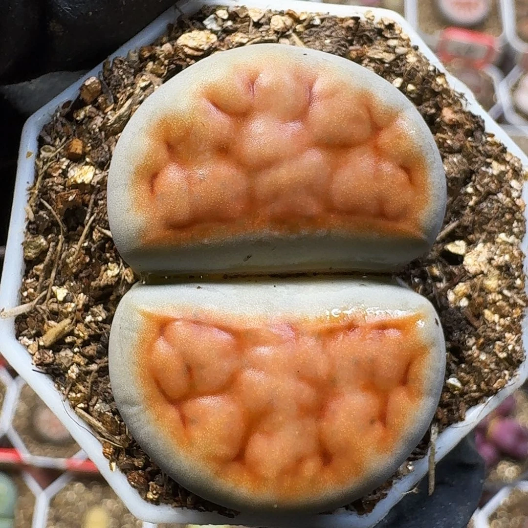 a***g生石花111111。 187