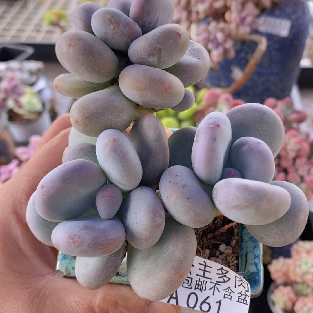 黄金大叶奶8cm061多肉植物