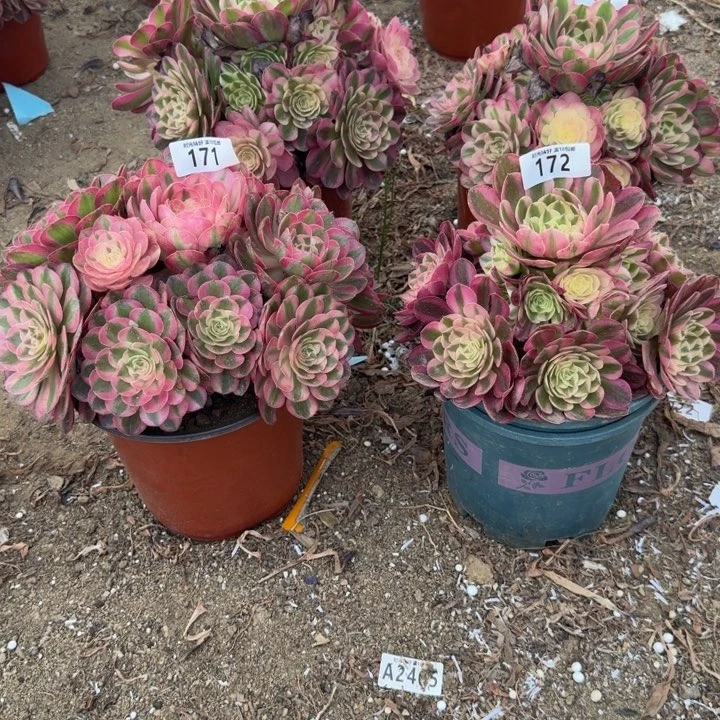 青***姐171，172，173，175，4颗荔枝 多肉植物