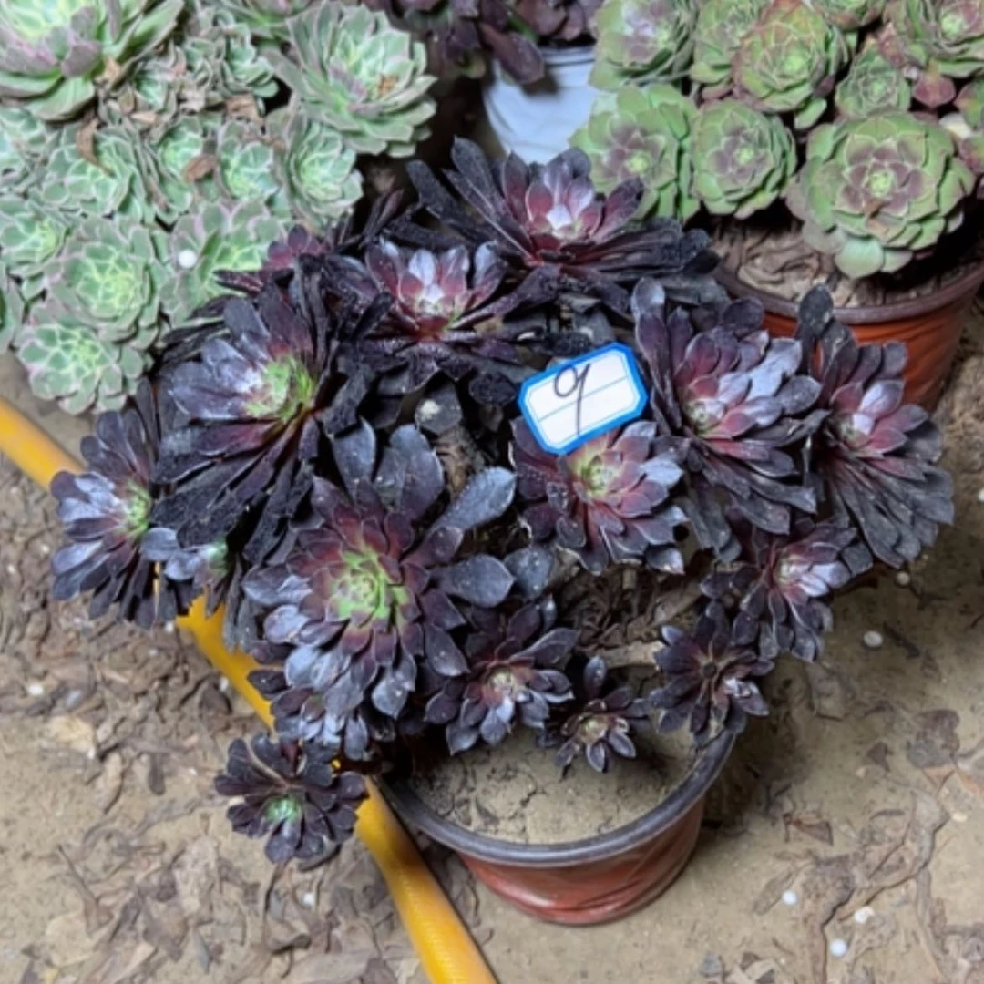 【闪购商品】黑铜9