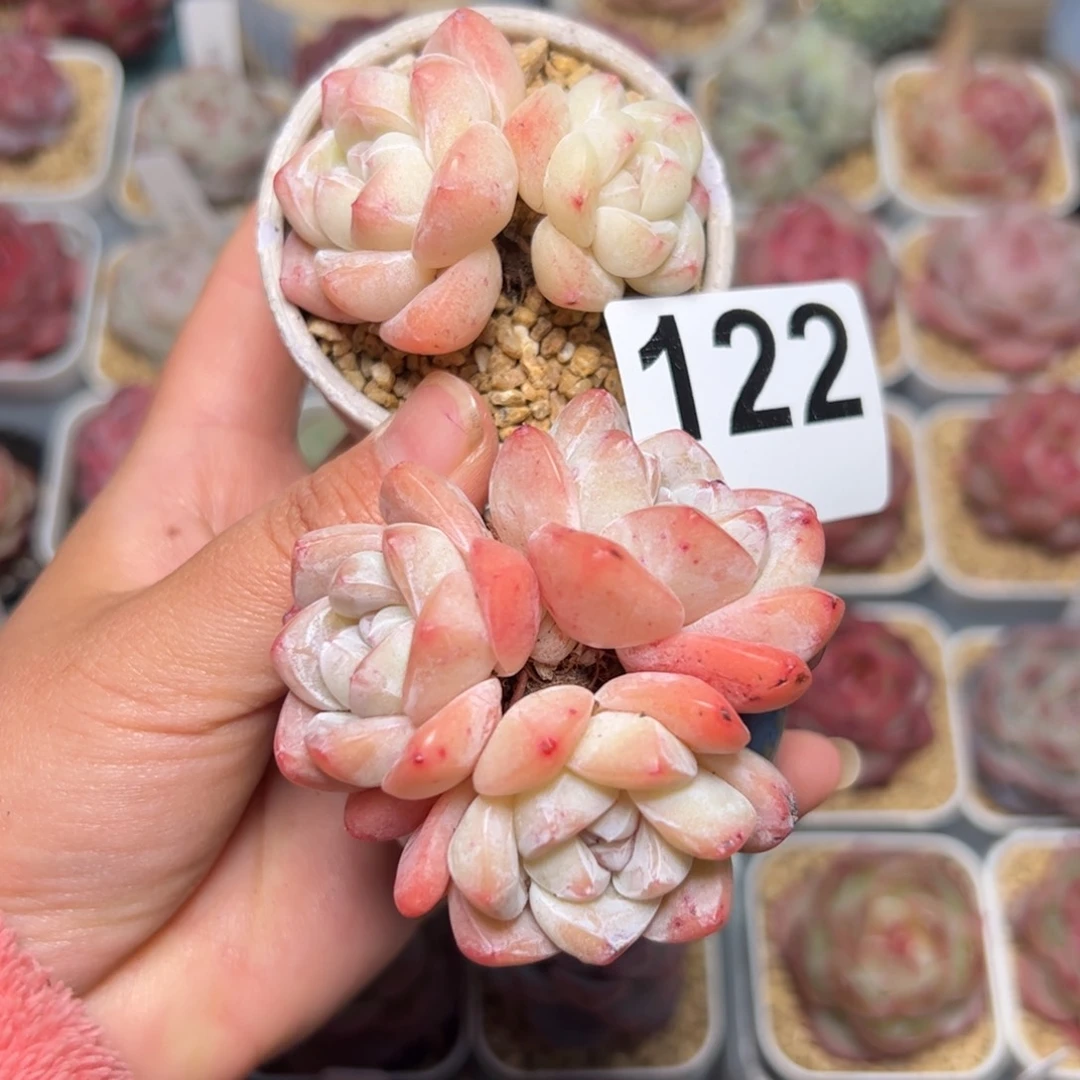 元***饱122两个多肉植物组合