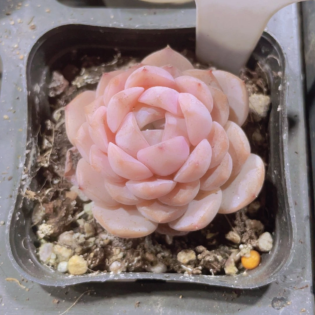 恩宠a050一物一拍