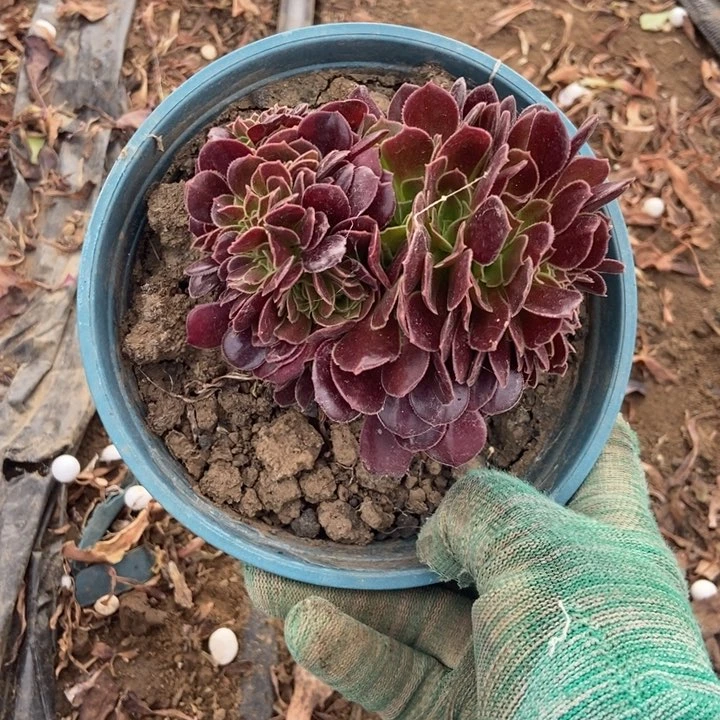 紫***妮725欧紫缀化老桩老桩