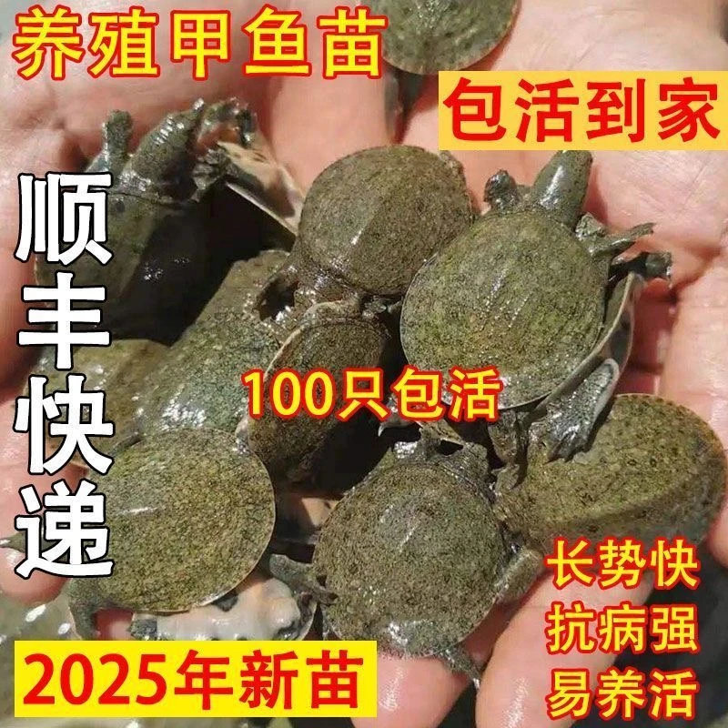 100只批发价出壳黑花苗适合鱼塘水库稻田生态养殖