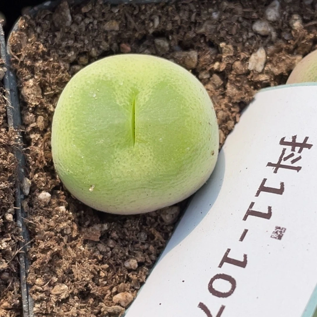 11-107翠光多肉植物