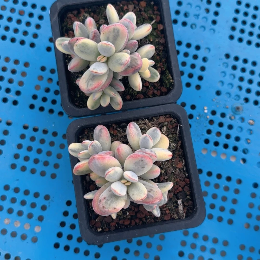 福娘锦手捧花两颗一组