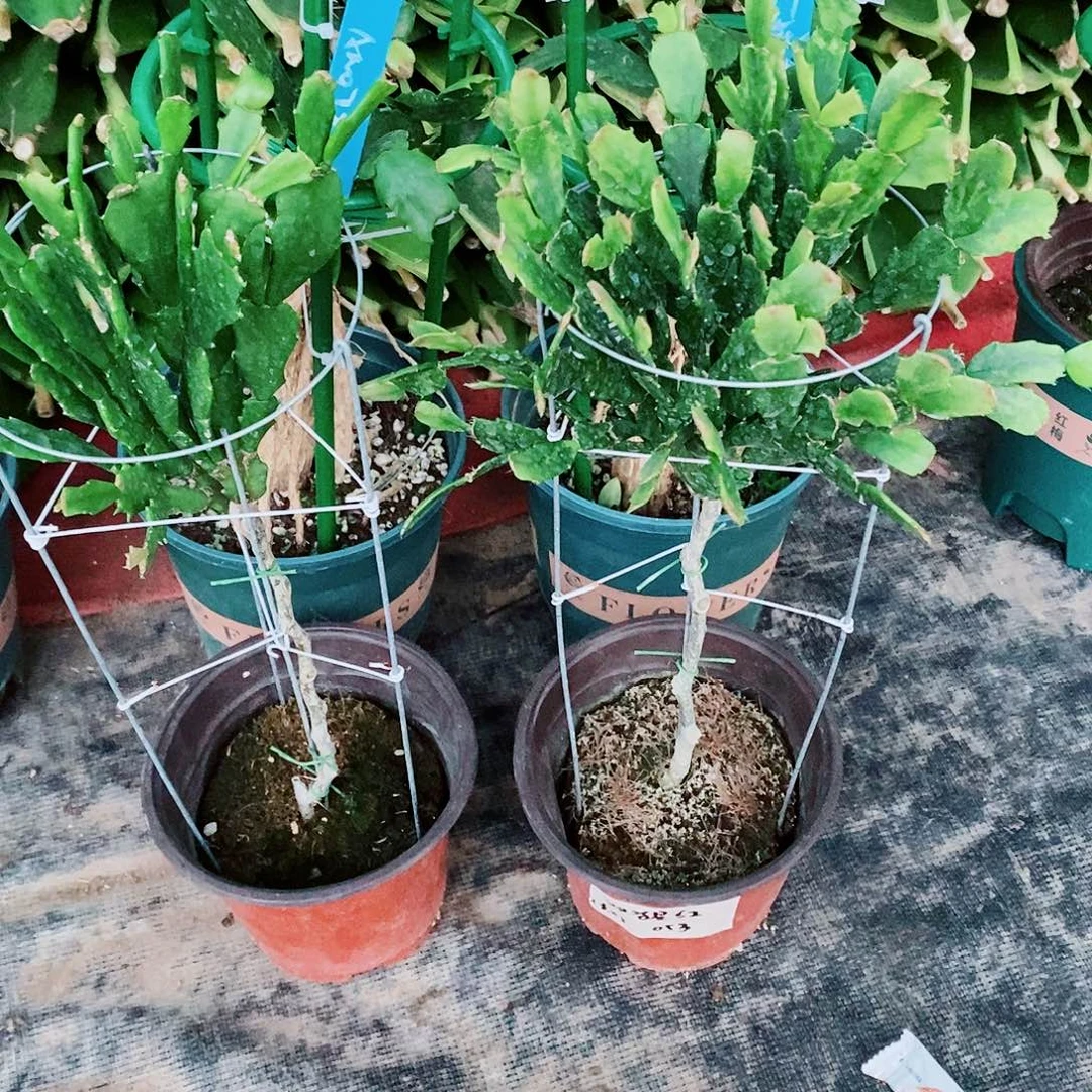 果***无花朵福利款四个