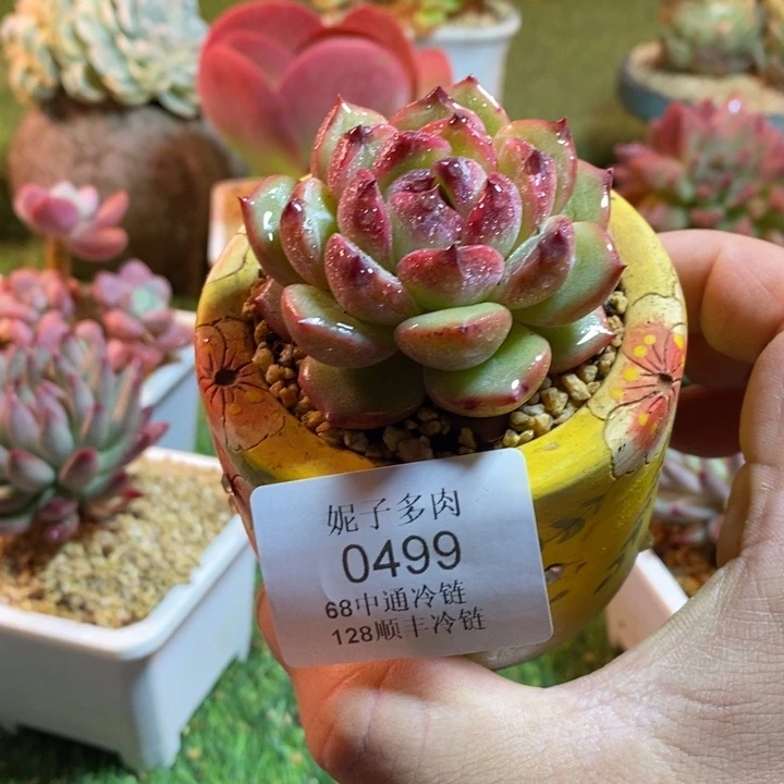 0499啊啊啊啊啊啊啊啊啊