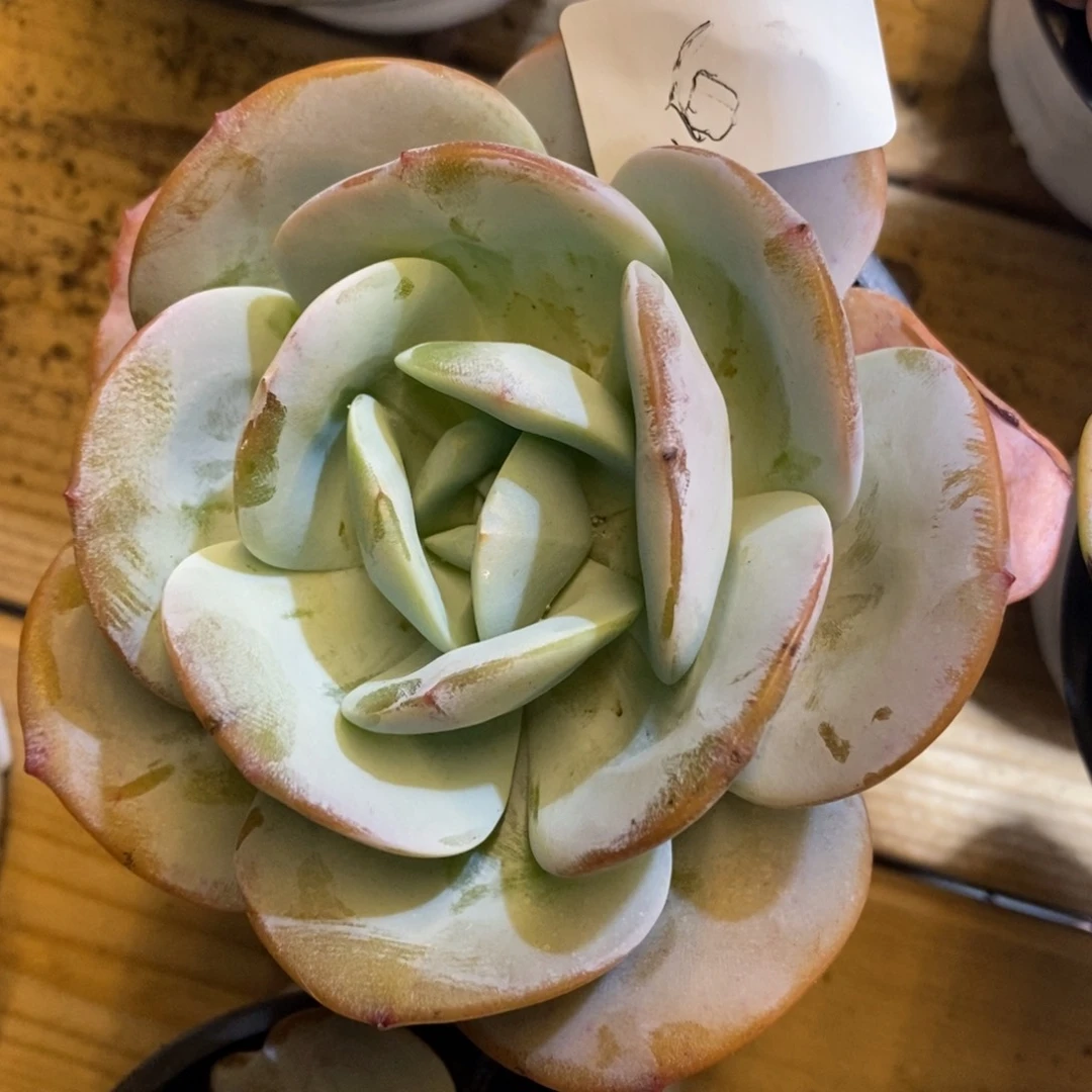 五****湿奶茶单头多肉奶茶