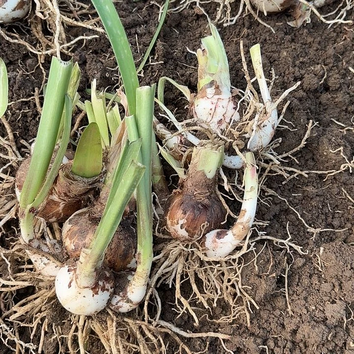 杂交大小四棵开花无售后