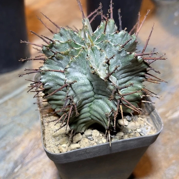 白衣魁伟玉仙人球