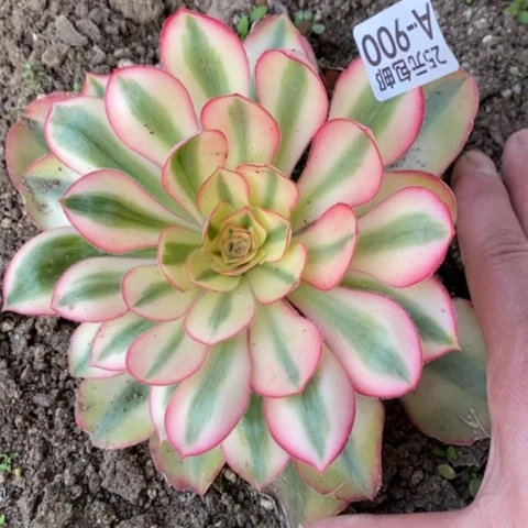 900爱丽丝满25包邮多肉