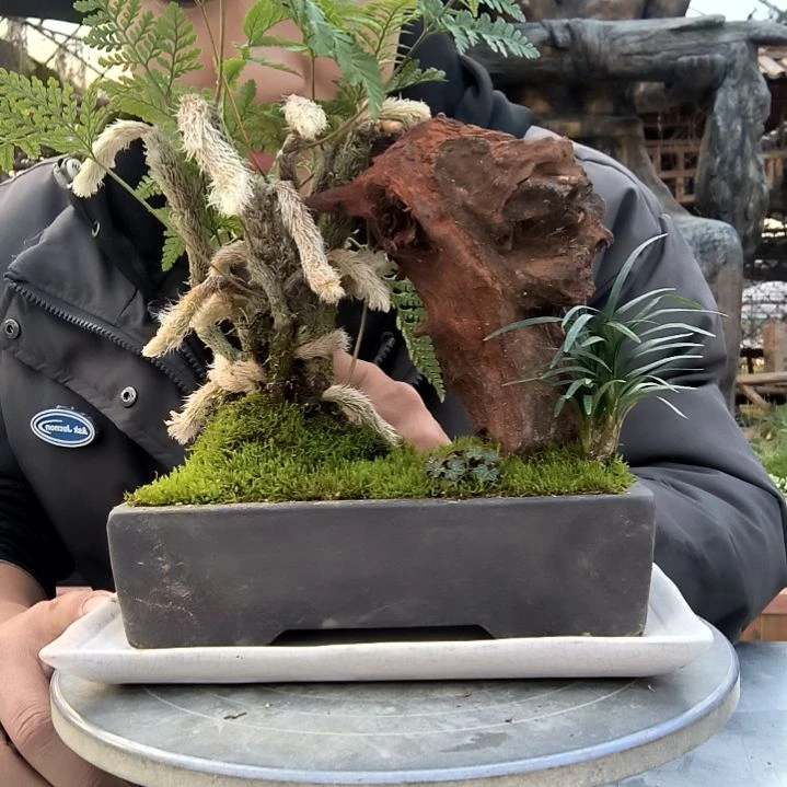 时*小盆景小植物一物一拍119