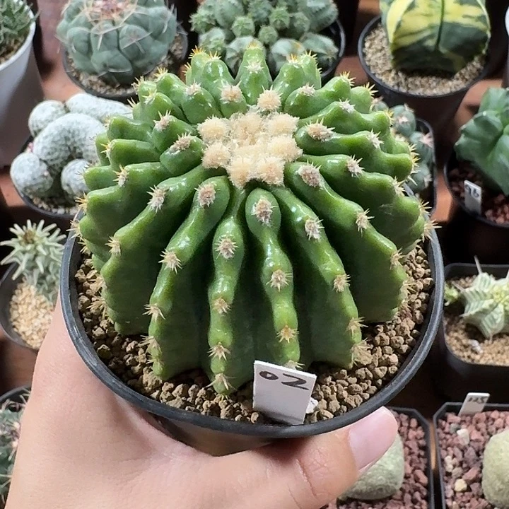 拾**¹02号裸虎仙人球123