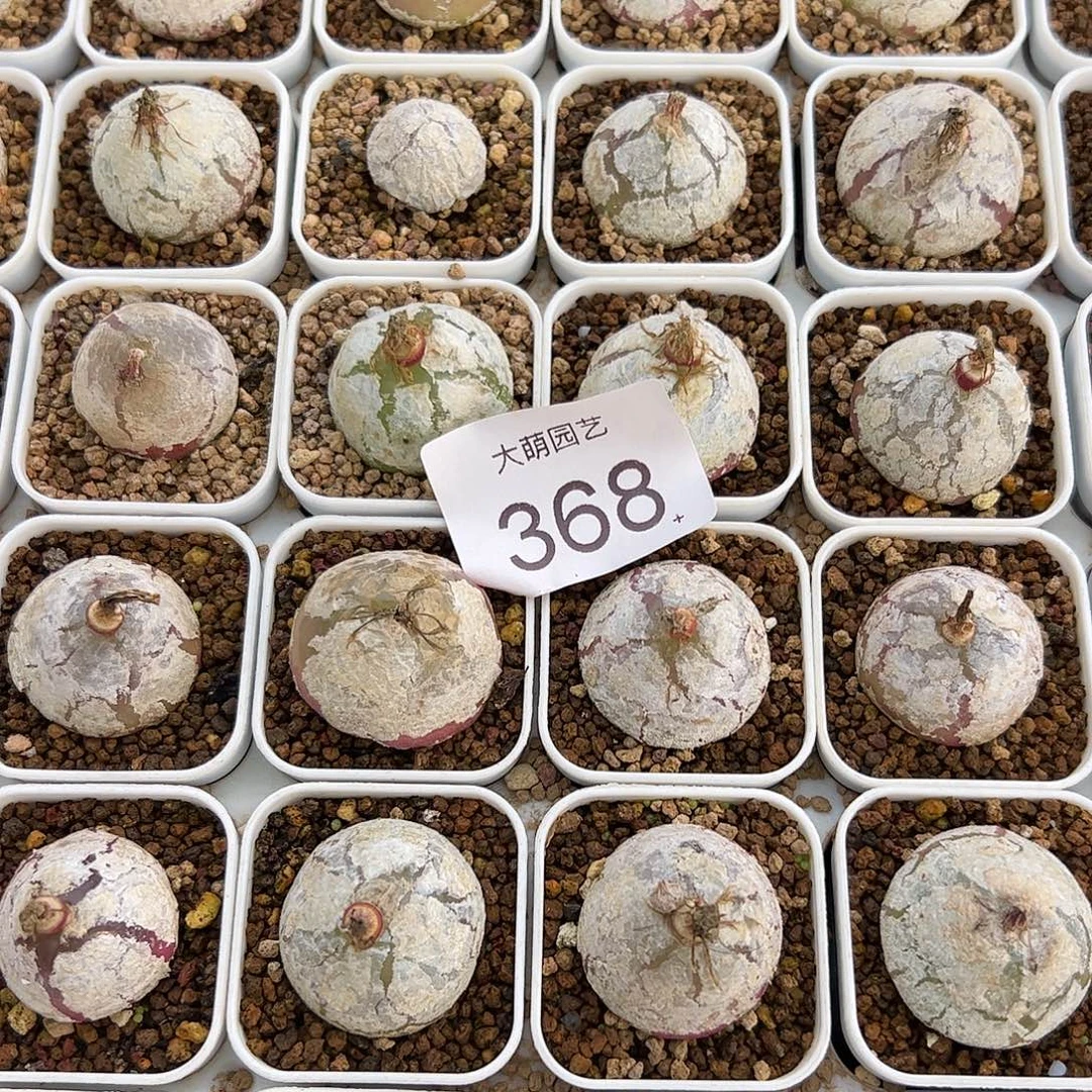 0000368量拍大灯泡1颗尺寸不低于2.0脱土发