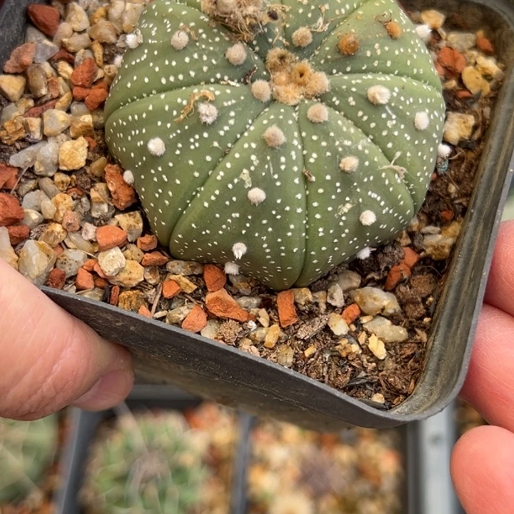 花园兜杂交一棵66888
