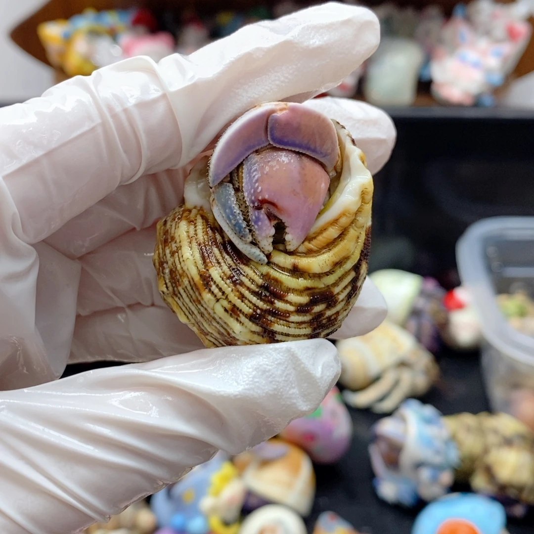 F1福利紫陆幻彩色