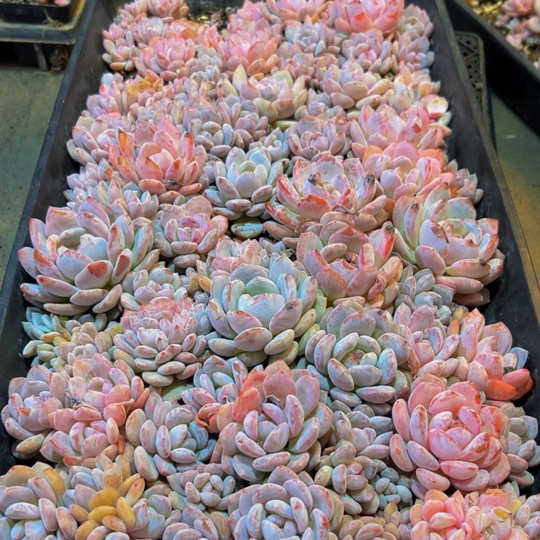 242多肉葡萄干和一个