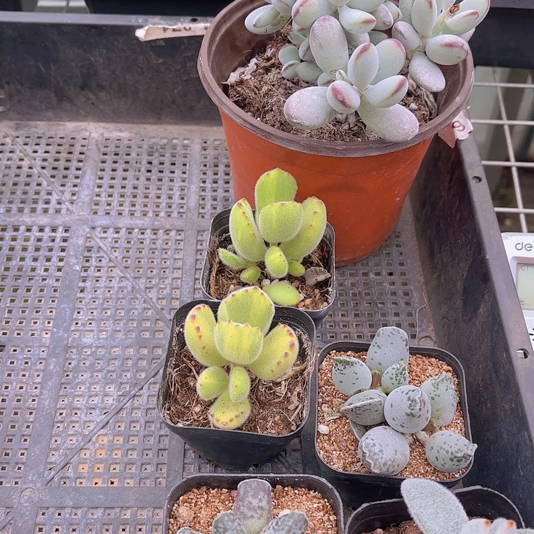 多肉641多肉植物，