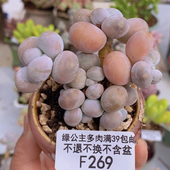 橙奶7cm269多肉植物