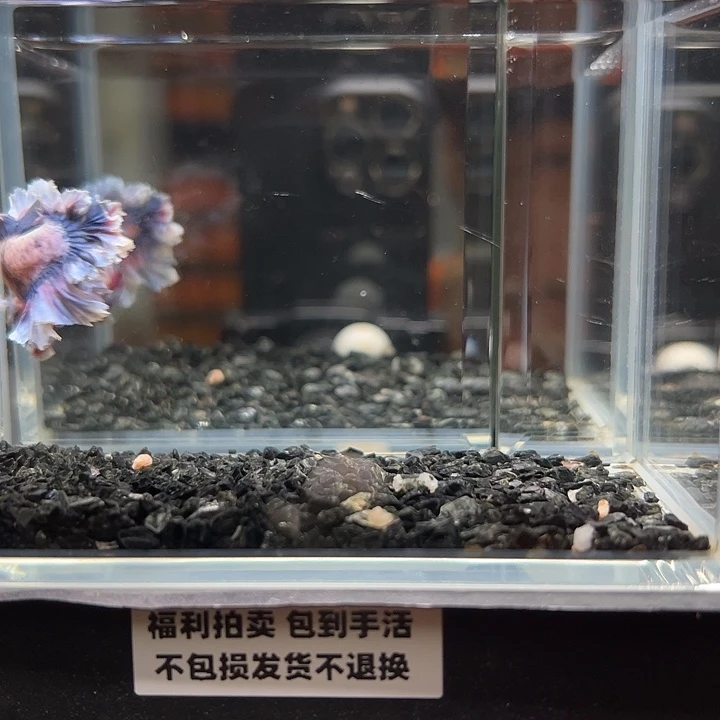 斗鱼竞拍跑单拉黑19日96