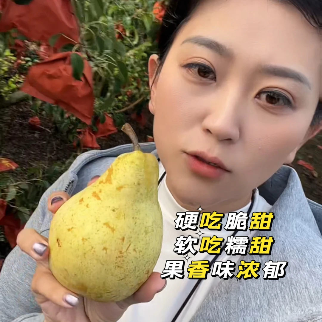 佛手梨试吃装4-6个颗梨包邮，硬吃脆甜，软吃糯甜，果香味浓郁