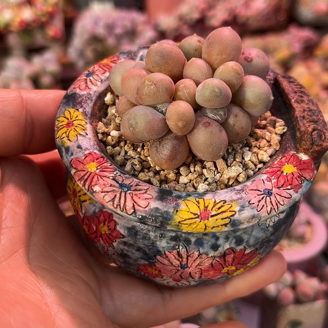 汉堡包奶酪一物一拍