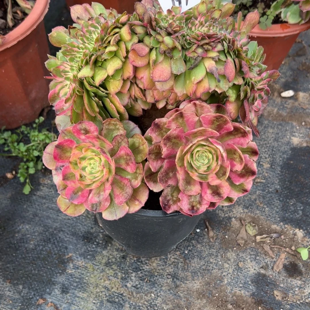 197荔枝缀多头多肉多肉