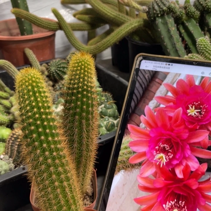 人鱼金妞自根新品15公分