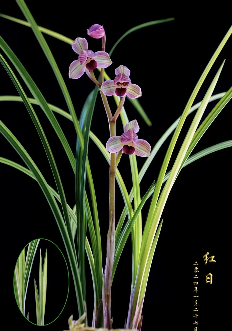 云南莲瓣一物一拍阳台盆景兰花正宗鲜花正品花卉莲瓣兰盆栽