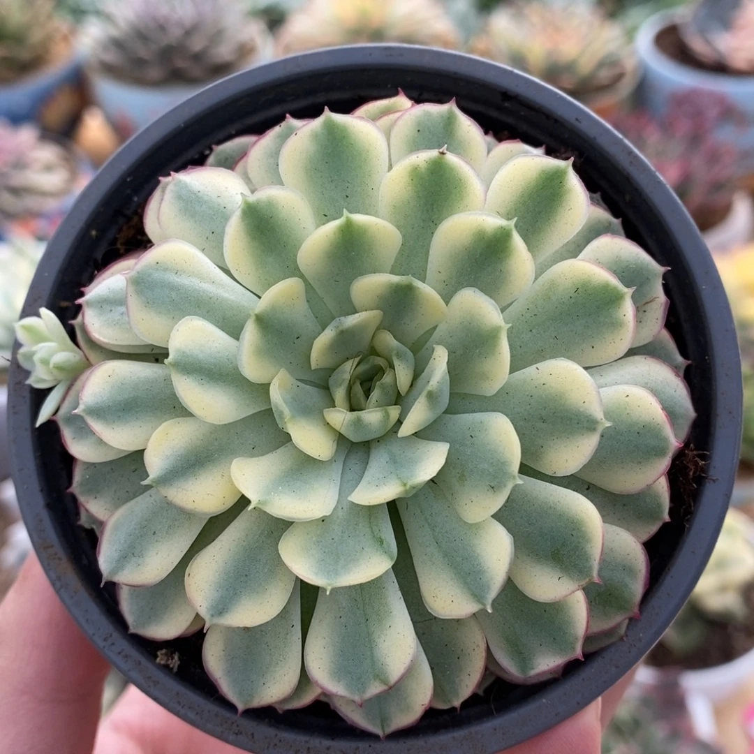 771黄梦幻玫瑰覆轮锦锦锦锦锦