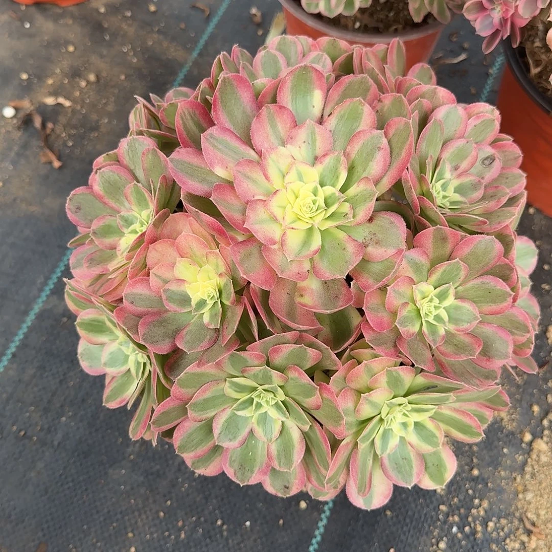 常***立粉体海王多肉美美美美