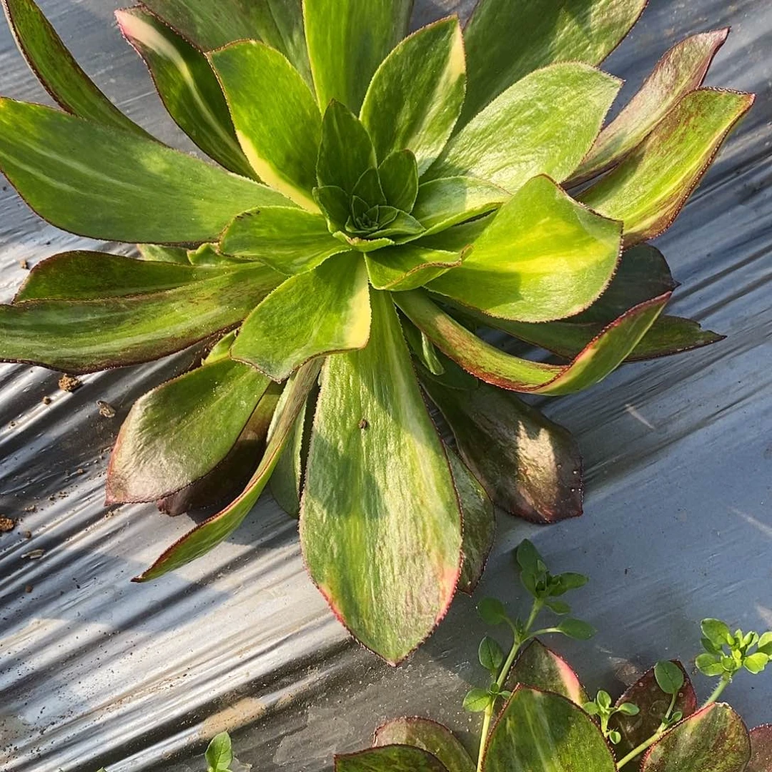 757魅影七彩多肉法师锦