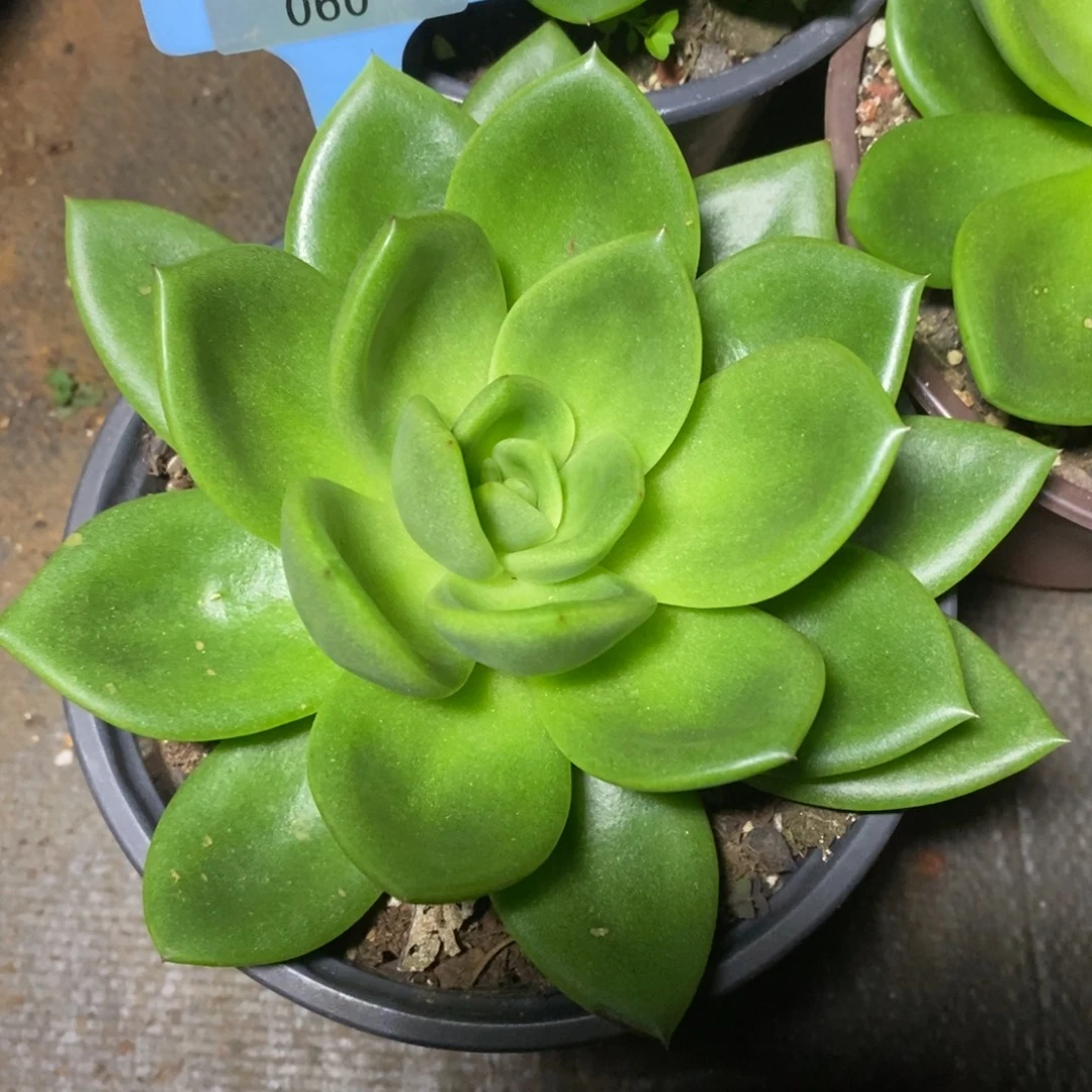 x060-多肉植物 翠花