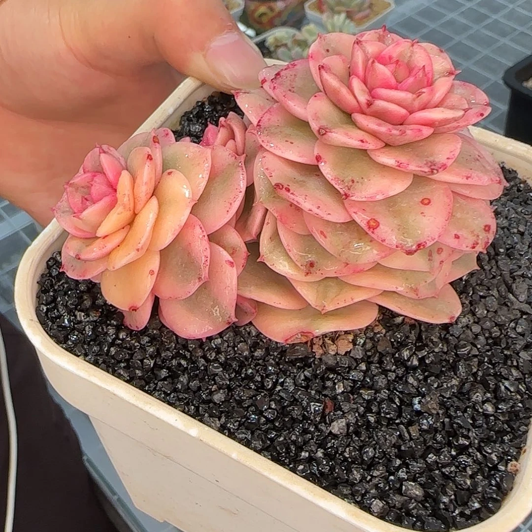 从前慢花园精选蜡牡丹锦