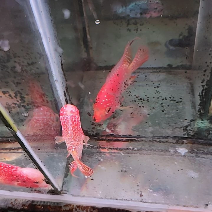 罗汉鱼二楼鱼！！！！！！