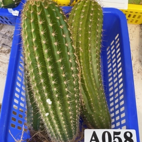 瑕疵种子苗a 058