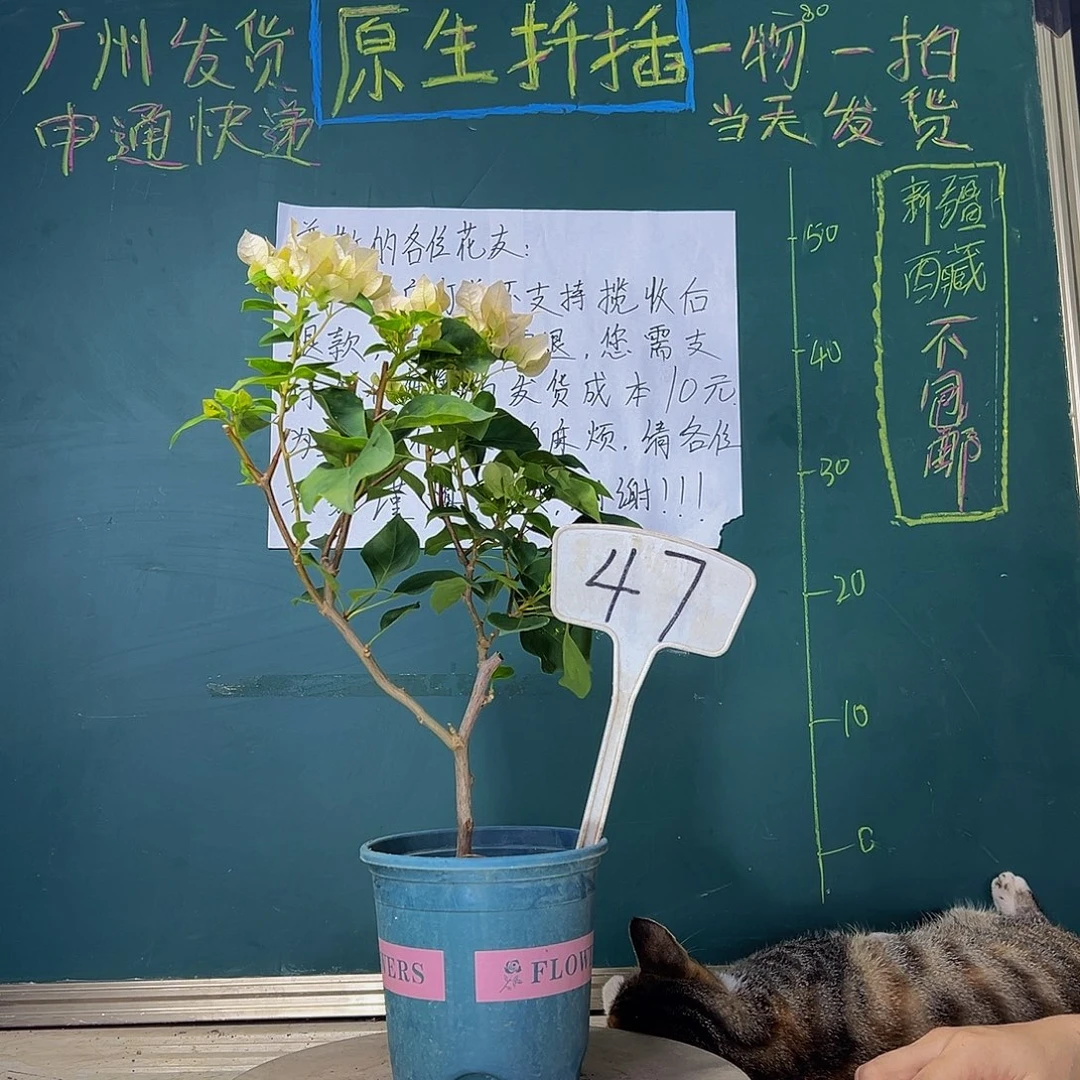 当前无花栽培后可以开花  暗斑丽人  47