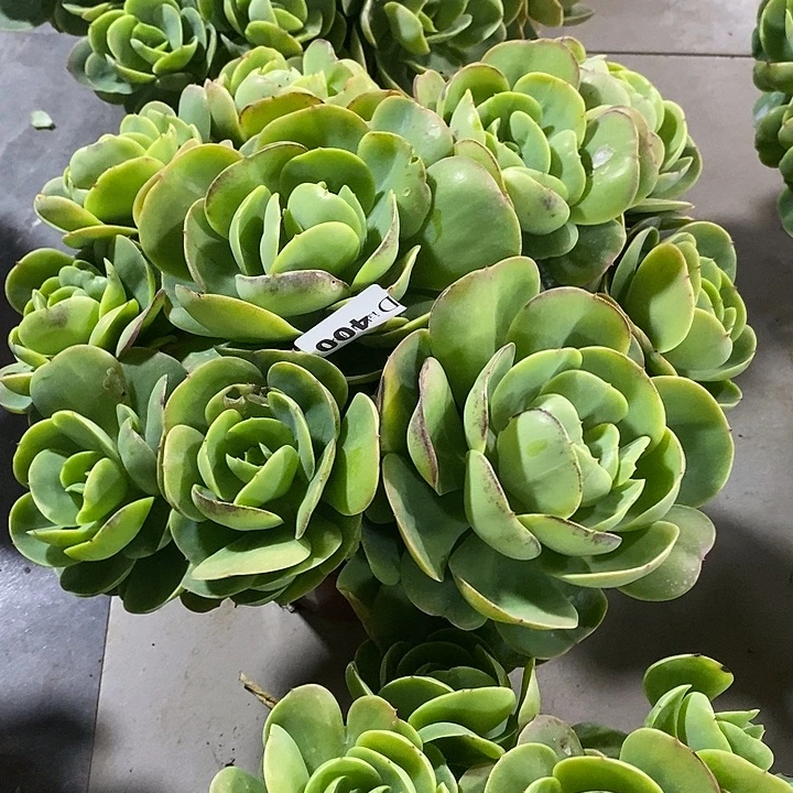 花***y400碧桃多肉植物多肉