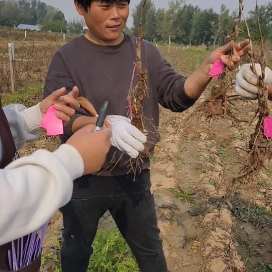 无花朵八千代椿一年嫁接苗