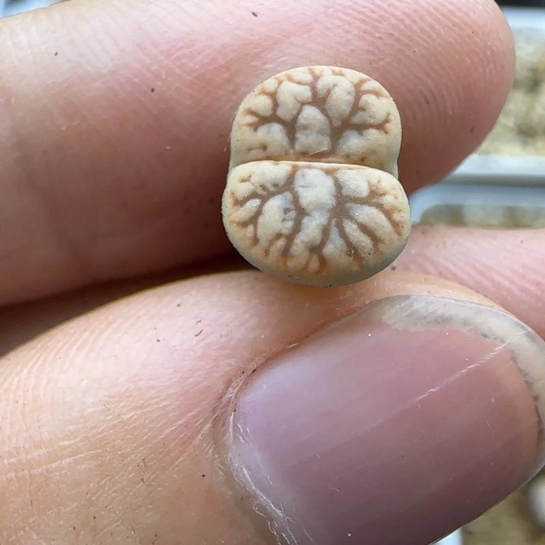 535 生石花大棚直播
