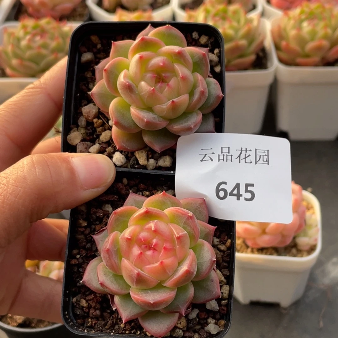 东***东645号糖心冰心珍妮2 格格巫