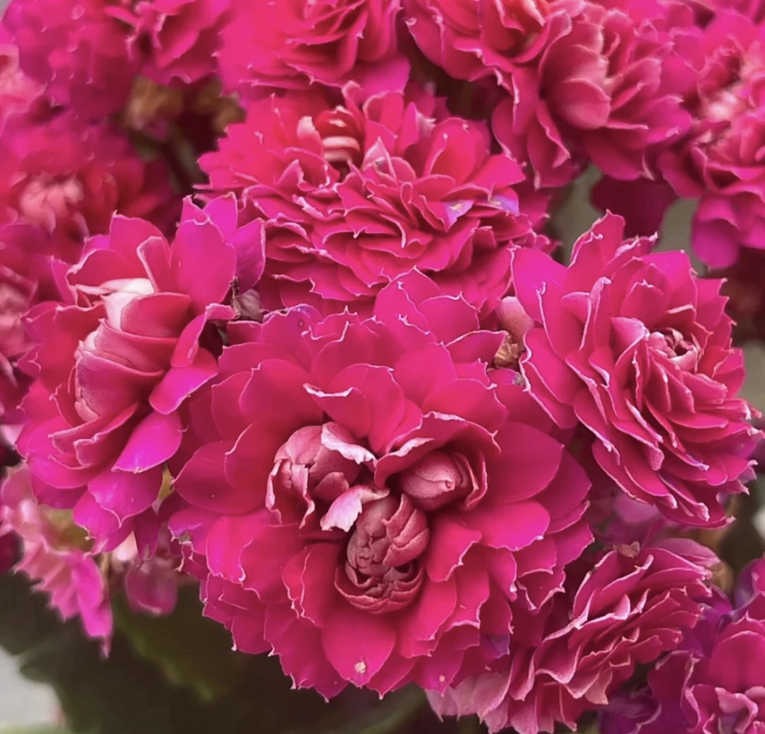 丽莎/紫荆 长寿花 110盆 -【花财花卉】