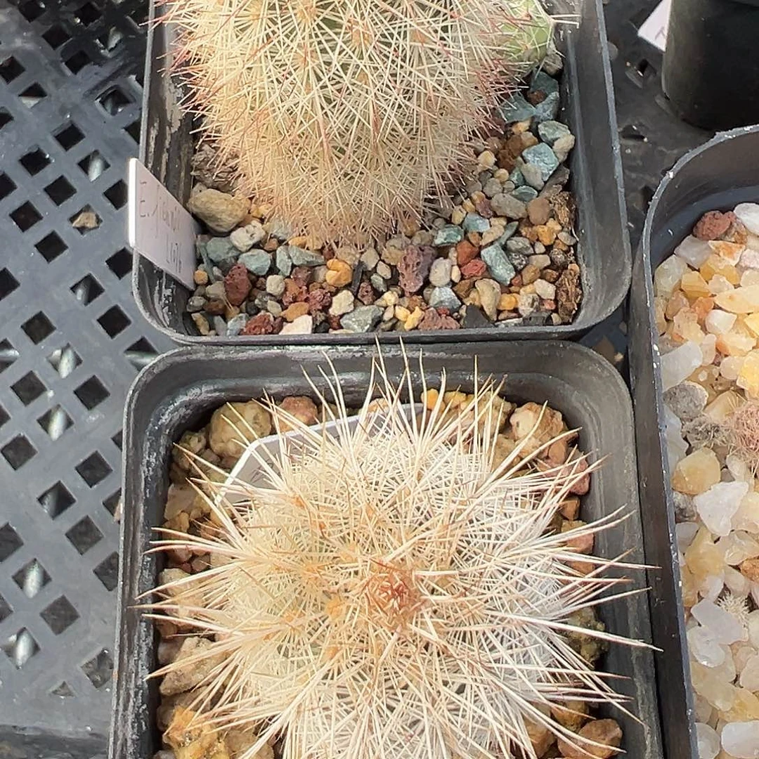 许***可7784 两颗实生裸根发货仙人球