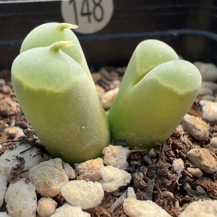 148号双11福利不代表平时价格