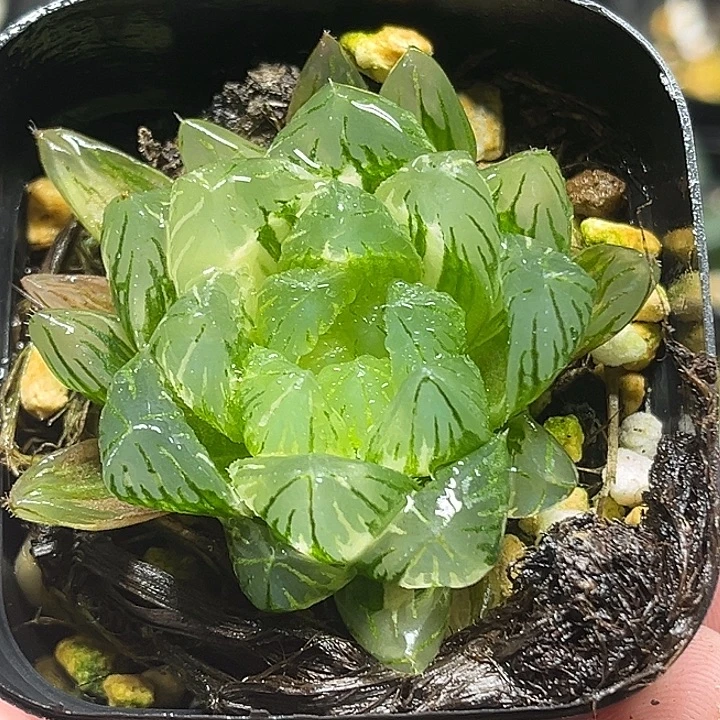 210龙鳞玉露锦头家多肉十二卷