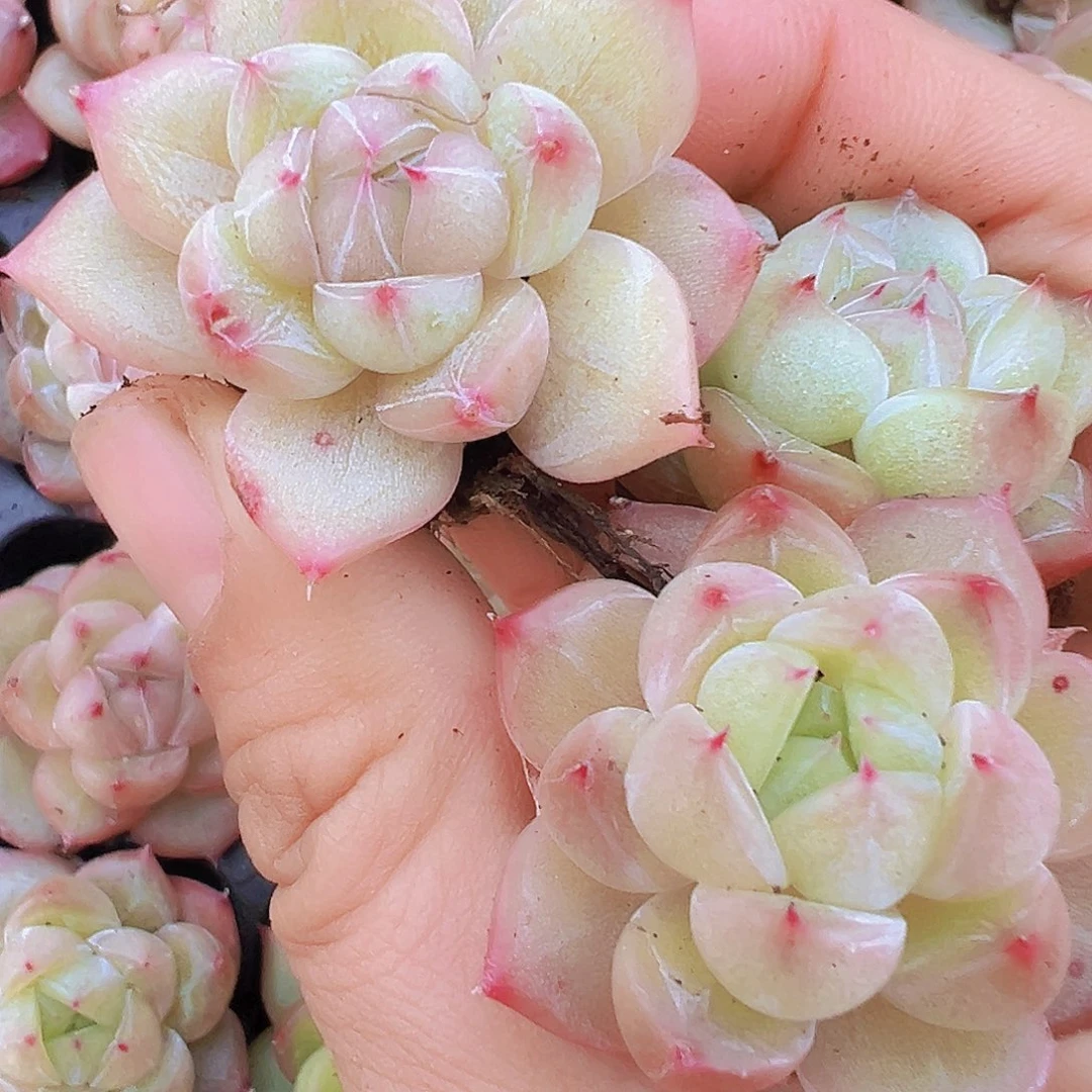 星茫珍妮苗3颗19包邮