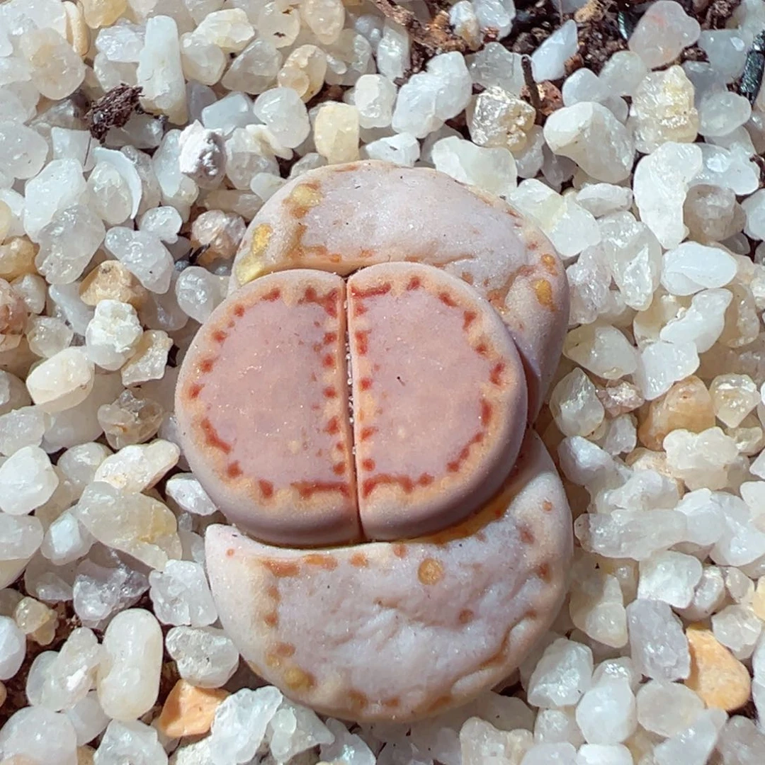 210-336.我是真的不