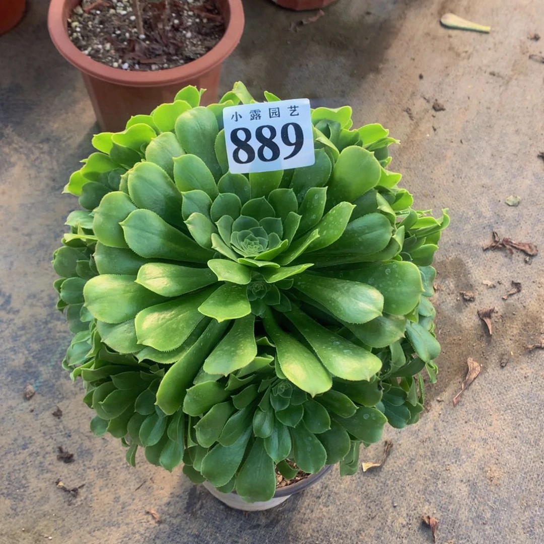 琴*多肉绿羊绒889.000