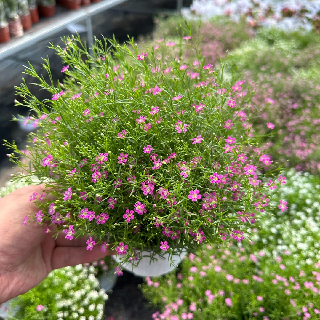 中昌花卉【婚纱满天星】花卉绿植盆栽